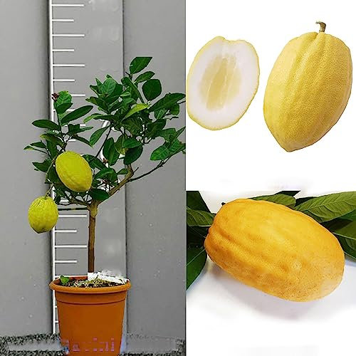 SAVINI VIVAI Planta de cedro, árbol de cítricos, cedro de diamante en maceta de 20 cm altura 70 cm 2-3 años de injerto, fabricado en Italia