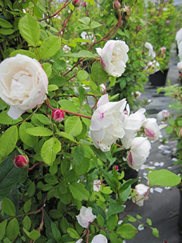 Rosa Venusta Pendula - Kletterrose Venusta Pendula - Ramblerrose