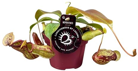 Nepenthes Gaya - 17cm - Ø12cm - Plante d'intérieur - Vert persistant