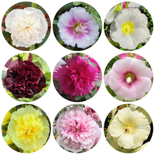 Semi di malvarosa resistente - giardini in vaso esterni 420pcs