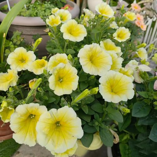 petunias - petunias colgantes Decoración orgánica balcones semillas de petunia de primavera, resistentes en macetas interior raras Decoraciones 800semillas