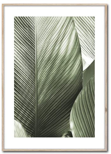 Rahmenbild Macro | Artbox Wandbild | Bild mit Holz Rahmen Optik Framepic | Macroaufnahme Pflanze mit großen Blätter XXL Aufnahme | Wohnzimmer Schlafzimmer Büro | grün weiß grau schwarz | 50x70 cm