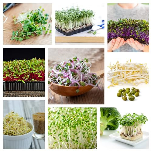 Generisch Sorten Sprossen Samen Microgreens Keimsprossen Mix Mikrogrün Vegan Rohkost Bio