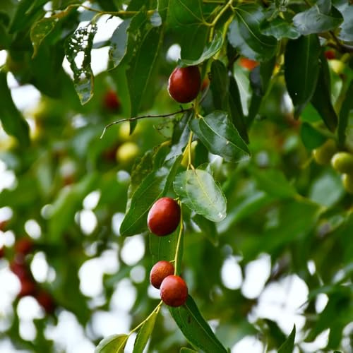palma da datteri, albero di giuggiolo - Coltivare ver da appartamento colonnari esotico, a prova d'inverno 25semi