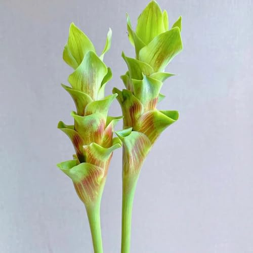 Semillas de plantas de cúrcuma (Curcuma alismatifolia) - Jardín decorativo, fácil de plantar. Plantas de interior, decoración de alféizares de ventanas. Semillas de flores perennes 200pcs