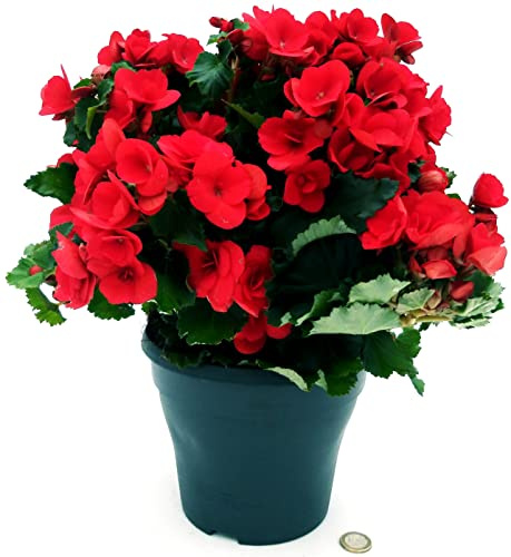 POWERS TO FLOWERS - BEGONIA BETULIA ROSSA, XXL VASO 18CM DIAMETRO, pianta vera