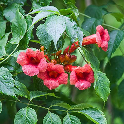 rote trompetenblume samen - klettertrompete Campsis grandiflora - kletterpflanzen indoor garten exotische zimmerpflanzen gärtnern bienen wiese sommerblumen 150 Stück