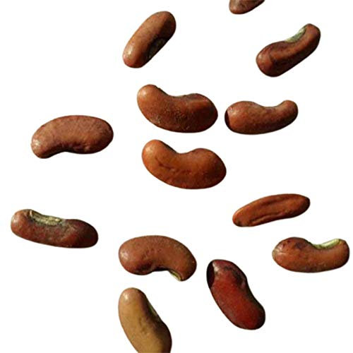 Semi di carruba 100 pz/borsa semi integrali eco-friendly mini semi da giardino non OGM Semi di fagioli lunghi.