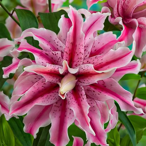 Lotus Lys Rouge pastel Doublés (10 bulbes parfumés), Vivace et rustique Bulbes de Lys, Mélange de Hollande pour jardin et balcon (gros, pas de graines)