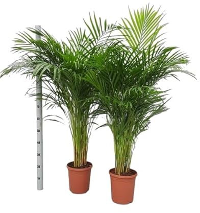 Palmera Areca - Pack 2 Unidades - Plantas Naturales de Interior - Dypsis Lutescens - Set de 2 Palmeras de Interior Grandes para Decorar la Casa y la Oficina