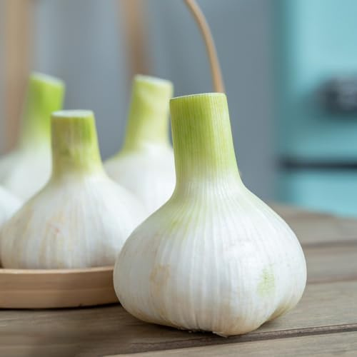 semillas de ajo orgánicas, variedades antiguas, Comprar resistentes para jardines rocas perennes 150pcs