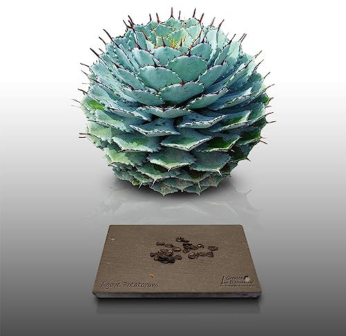 25 graines à semer - Le Grenier d'Abondance - AGAVE Potatorum - Plante Succulente