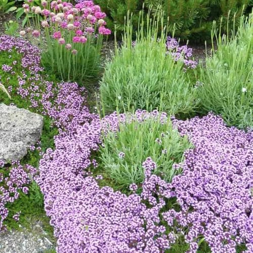 semillas de tomillo rastrero - jardín raras interior Decoraciones 300pcs