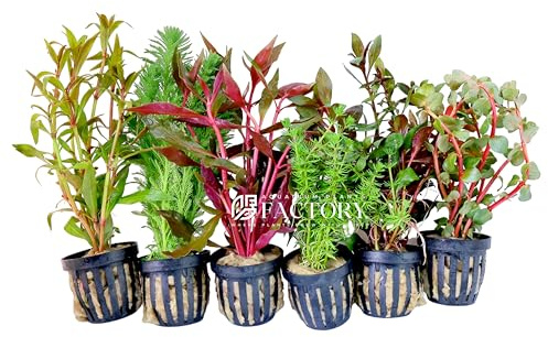 Aquarium Plants Packages [Grower's Choice] by Aquarium Plants Factory
