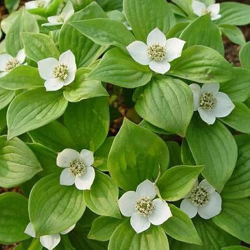 Hartriegel Sibirica – Cornus alba 'Sibirica' 40–50 C –