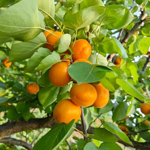 Semillas resistentes de albaricoquero, variedades antiguas albaricoque, Prunus armeniaca, Comprar granado para lugares 30pcs