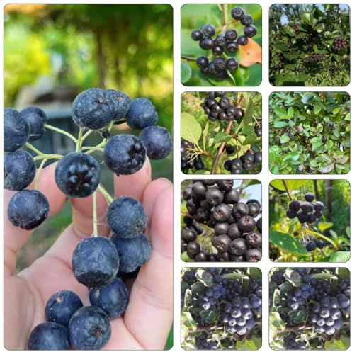 aronia de interior bonsái de interior jardín columnar semillas resistentes al aire 120pcs