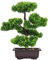 Aisamco Bonsai Albero finto Decorazione artificiale in vaso Piante giapponesi Pino Pianta 33 cm di altezza per esposizione decorazione domestica