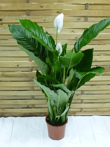 [Palmenlager] - Spathiphyllum Sweet Sebastiano - Einblatt mit vielen Blüten ca. 140 cm/dichter Wuchs / 24 cm Ø Topf/Zimmerpflanze