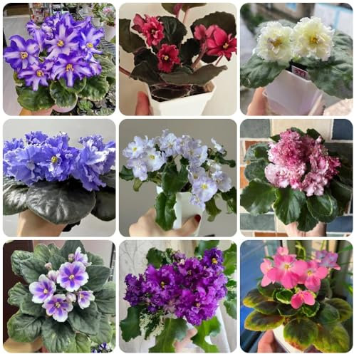 Usambaraveilchen Samen - usambaraveilchen pflanzen samen Saintpaulia ionantha - seltene pflanzen blumensamen mehrjährig winterhart balkonpflanzen winterhart blumensamen & -pflanzen 100pcs