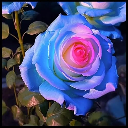 Rosales híbridos/Rizomas de rosas raras/Resistentes al frío/Decorativos/Jardín/En maceta/Fáciles de cuidar-1 Rizoma-A