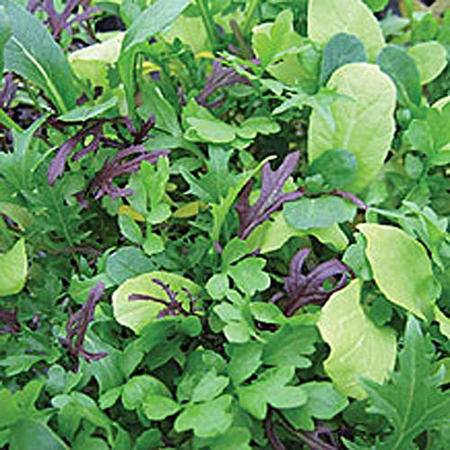 Viridis Hortus - Lettuce Bright & Spicy BabyLeaf Salad Mix 1000 (2.34g's Approx.) Seeds