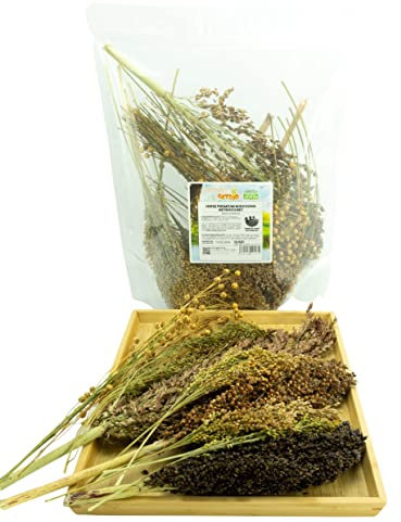 Getzoo Hirse Premium Mischung - getrocknet (Bund) 160 g | Ideal für alle Nagerarten | Abenteuerliche Fütterung & Beschäftigung | Naturnahe Zusammensetzung
