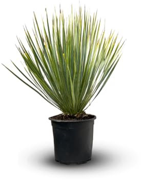 Attitude Jardin - Yucca rostrata - plante méditerranéenne - 50-60 cm - ⌀ 16 cm - plante d'extérieur