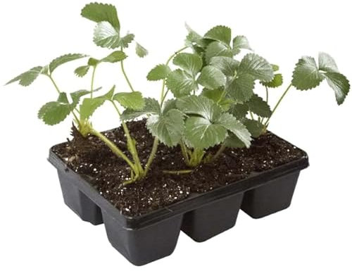 Fresera Exuberante Planta de Fresas Natural para tu Huerto