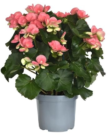 Planta Viva de Begonia de Interior Elatior Natural con Flores Vivas y Duraderas