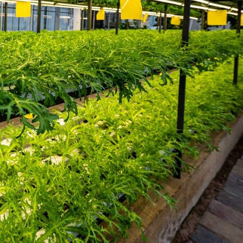 semi di indivia semi di da giardino resistenti balcone serra verdi biologiche esotiche rare varietà antichi per da appartamento balcone 250semi