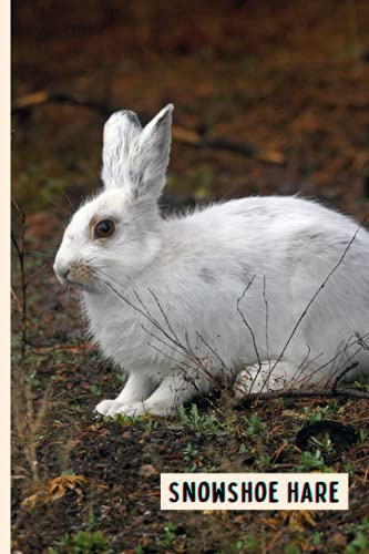 Snowshoe Hare: Composition Notebook For Snowshoe Hare Lovers , Snowshoe Hare Lined Journal ,6x9 Inches , 110 Pages ,Snowshoe Hare Diary