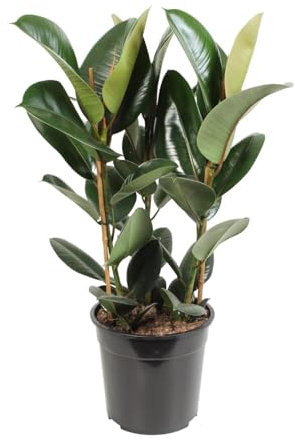 Ficus Elastica Robusta - 75-85cm - Ø27cm - Pianta d'appartamento - Sempreverde