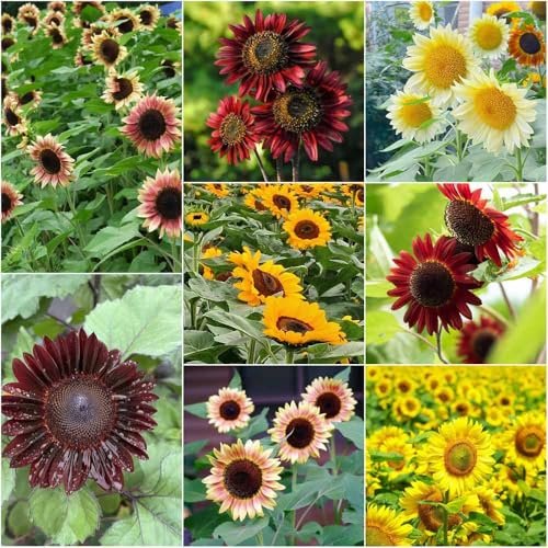Semillas de girasol perennes resistentes semillas de jardin silvestres perennes resistentes, Serie 250pcs