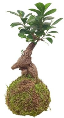 Garden Center Shop | Kokedama Ficus Ginseng 30 cm | Maceta Viva de Musgo Japonesa | Raíces Esculturales y Follaje Compacto | Decoración Premium de Interior | INCLUYE GUÍA DE CUIDADOS