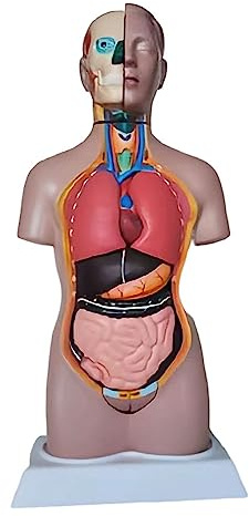 UPIKIT Modello del Corpo del Torso Umano - Modello del Tronco del Torso da 42 Cm - Modello Anatomico Medico di Mezzo Busto con Organi Interni - per Lo Studio Didattico