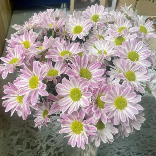 semillas de margarita - resistentes exterior orgánicas balcón 400pcs