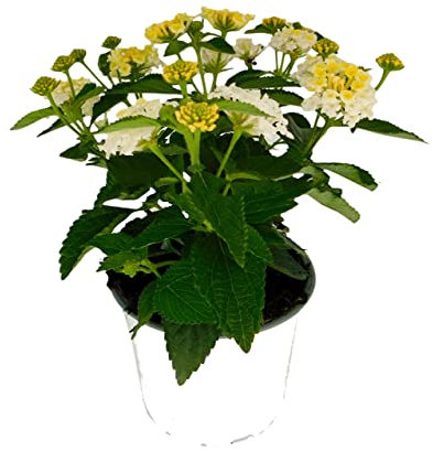Lantana Natural Planta Tapizante con Flores Ideal para el Jardín