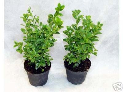 100 bokträd växter i grytan, Buxus sempervirens, höjd: 15–20 cm