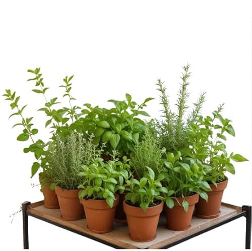 Pack de 15 Plantas Aromáticas Naturales en Maceta Set Completo de Hierbas Frescas Ideal para Cocinar Kit para Huertos Urbanos Altura Aprox: 15-20 cm En Maceta M11