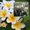 SEMI DI GERMINAZIONE: Plumeria Baum, Frangipani Blüte Weiss-Gelb Stecklinge 7-10 Zoll Zum Anpflanzen