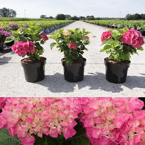 Ortensia da giardino Red Baron – Ortensia macrophylla Red Baron – Vaso da 25 – 30 cm