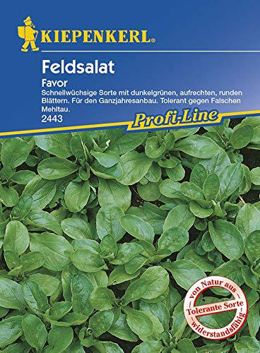 Kiepenkerl 2443 Feldsalat Favor (Feldsalatsamen)