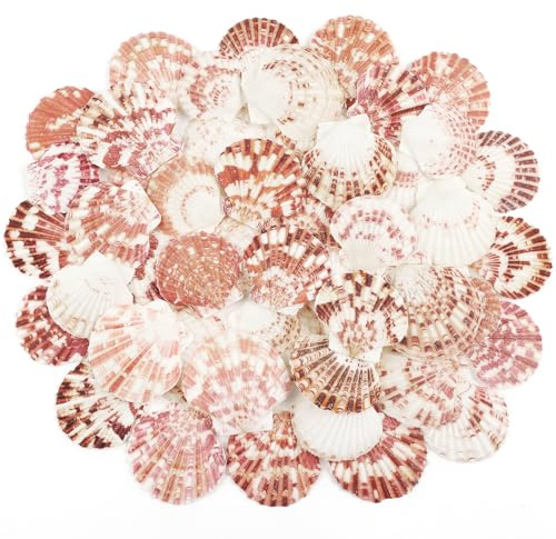 TaoQ C 48 PCS Scallop Shells Natural Seashell, 1 to 2 White and Pink Scallop Shells Small Seashells for Crafts Wedding Decor Beach Theme Party, Fish Tank and Vase Filler