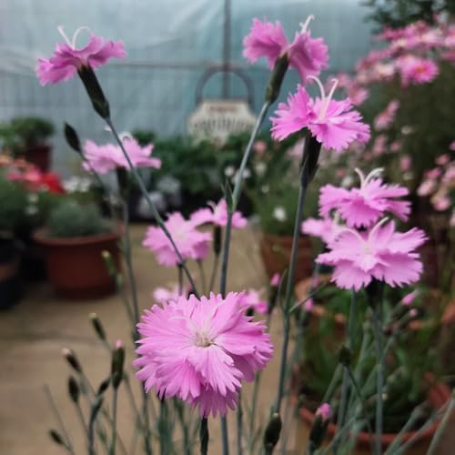 semillas de clavel anual - Dianthus - exóticas de jardín resistentes variedades antiguas, orgánicas rocalla 35pcs