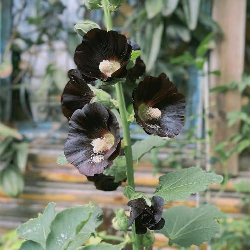 malvas, malva real - de interior raras semillas de malva real trepadoras, jardín rocas balcón cortadas ornamentales primavera, 1500semillas
