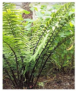 Pcs - 10x Dryopteris Wallichiana Fougère Jardin Plantes - Graines B2058 - Seeds & Plants Shop by Ipsa