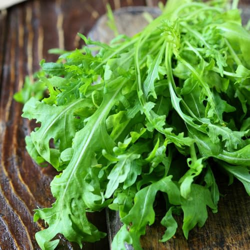 semi di rucola - giardino resistenti perenni biologici balcone serra decorative 500pcs