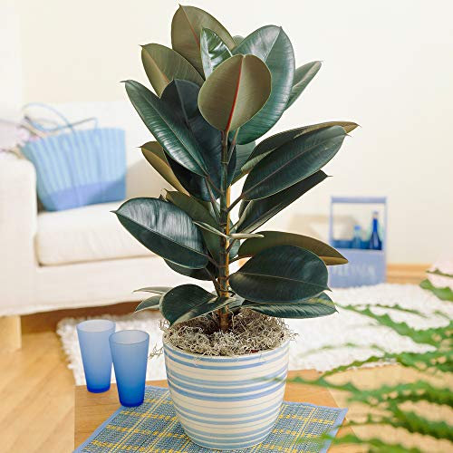 Ficus Abidjan | Planta de interior en maceta para la venta | (30-40 cm con maceta)