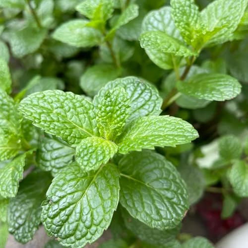 Semi di menta piperita vecchie varietà giardino menta piperita esotica semi di resistenti per giardini rocciosi 200pcs